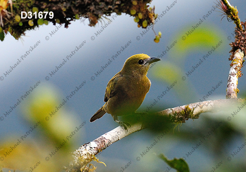 Palm Tanager (Thraupis palmarum)